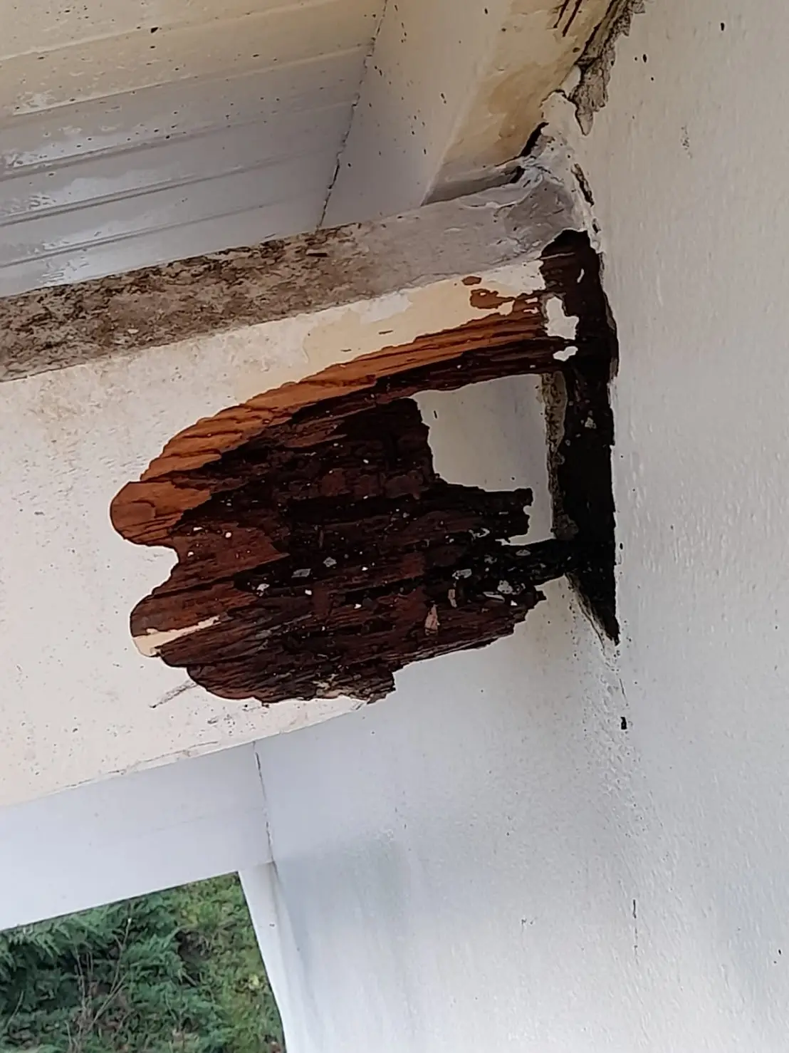 Traitement termite